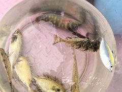 -小猫钓鱼海钓俱乐部(椰梦长廊店)