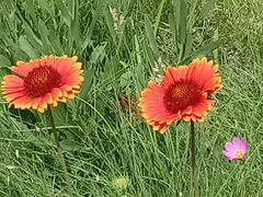 花-永定河休闲森林公园