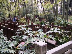 -上海佘山国家森林公园天马山园