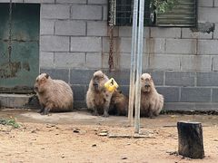 -合肥野生动物园