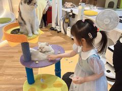 -COLOR PETS 撸猫馆·购猫·猫咖(长风大悦城店)
