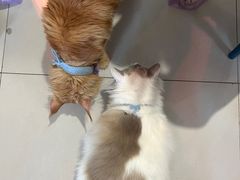 -平行世界·猫咖(首经贸店)