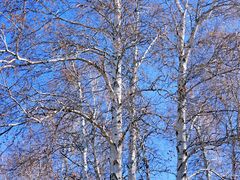 -塞罕坝国家级自然保护区