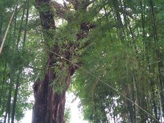 -苏家围·东江画廊旅游景区