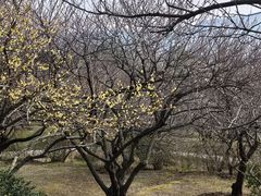-香雪海
