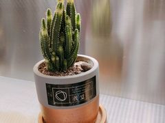 -CoCo都可(360丰产店)