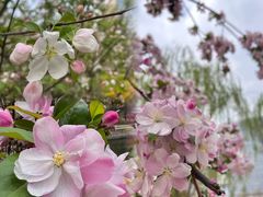 -海棠花溪(元大都城垣遗址公园)