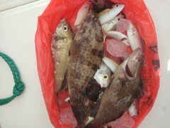 -小猫钓鱼海钓俱乐部(椰梦长廊店)