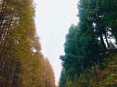 -山王坪喀斯特国家生态公园
