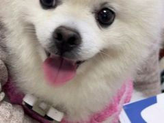-美联众合动物医院·24h转诊中心