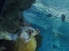 -上海海洋水族馆