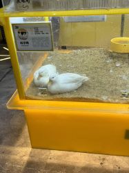 -神奇动物撸宠馆·羊驼·小浣熊·异宠(豫园店)