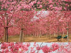 -天适樱花悠乐园