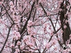 -桃花堤公园