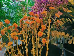 -弗洛拉定制花艺体验店