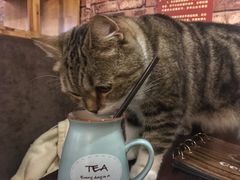 -喵园·猫主题咖啡厅·撸猫·猫咖(国贸店)