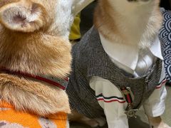 -逗柴咖啡屋·狗咖猫咖宠物桌游