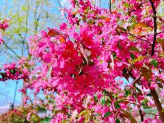 -海棠花溪(元大都城垣遗址公园)
