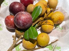 -季季山·云南野生菌火锅(上海首店)