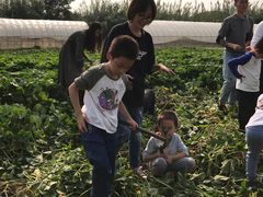 -田园东方蜜桃村的田野营地