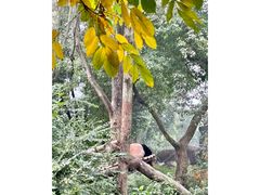 -成都大熊猫繁育研究基地