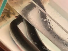 -牛村来人潮汕牛肉火锅(西单店)