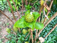 -中国科学院西双版纳热带植物园