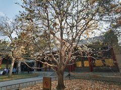 -颐和园