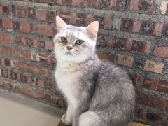 -豆逗聊愈猫阁Easy Life