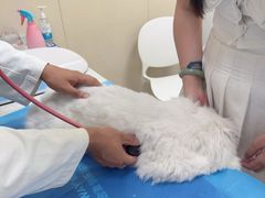 -美联众合爱康动物医院•复杂内科•肿瘤科•牙科•腔镜诊疗中心