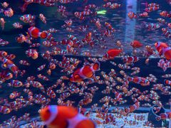 -海合安成都极地海洋公园