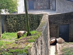 -都江堰中华大熊猫苑