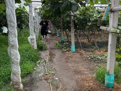 -马陆小张葡萄园农家乐