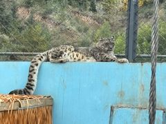 -青藏高原野生动物园