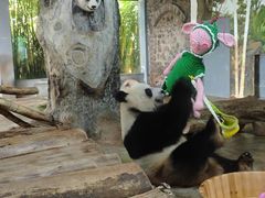 -海南热带野生动植物园