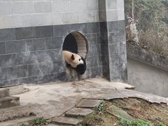 -碧峰峡风景区