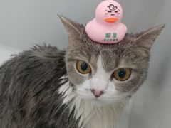 -老吴的猫·猫舍(新区店)