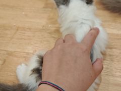 -楼上猫咖(罗湖店)