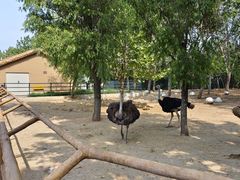 -大连森林动物园