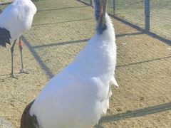 -盐城丹顶鹤湿地生态旅游区