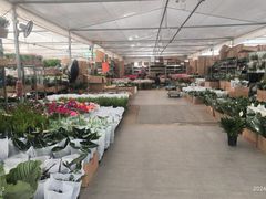 -龙大花卉苗木市场