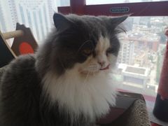 -Catmate·猫肥家润(金润铂宫店)