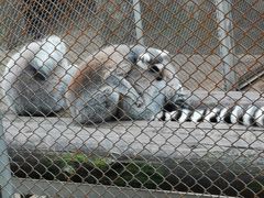 -合肥野生动物园
