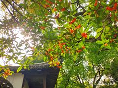 -上海醉白池公园