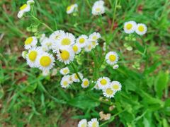 -春花秋色城市公园