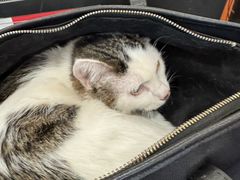 -艾贝尔宠物医院·狂犬免疫点(江山金象城店)