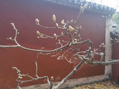 -泰山风景名胜区-普照寺