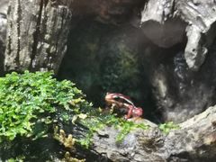 -暹罗海洋世界