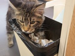 -十年猫舍·猫咪专门店(普陀店)