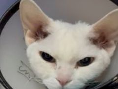 -宠颐生宠物医院·异宠猫科内科·诊疗中心宠巢店